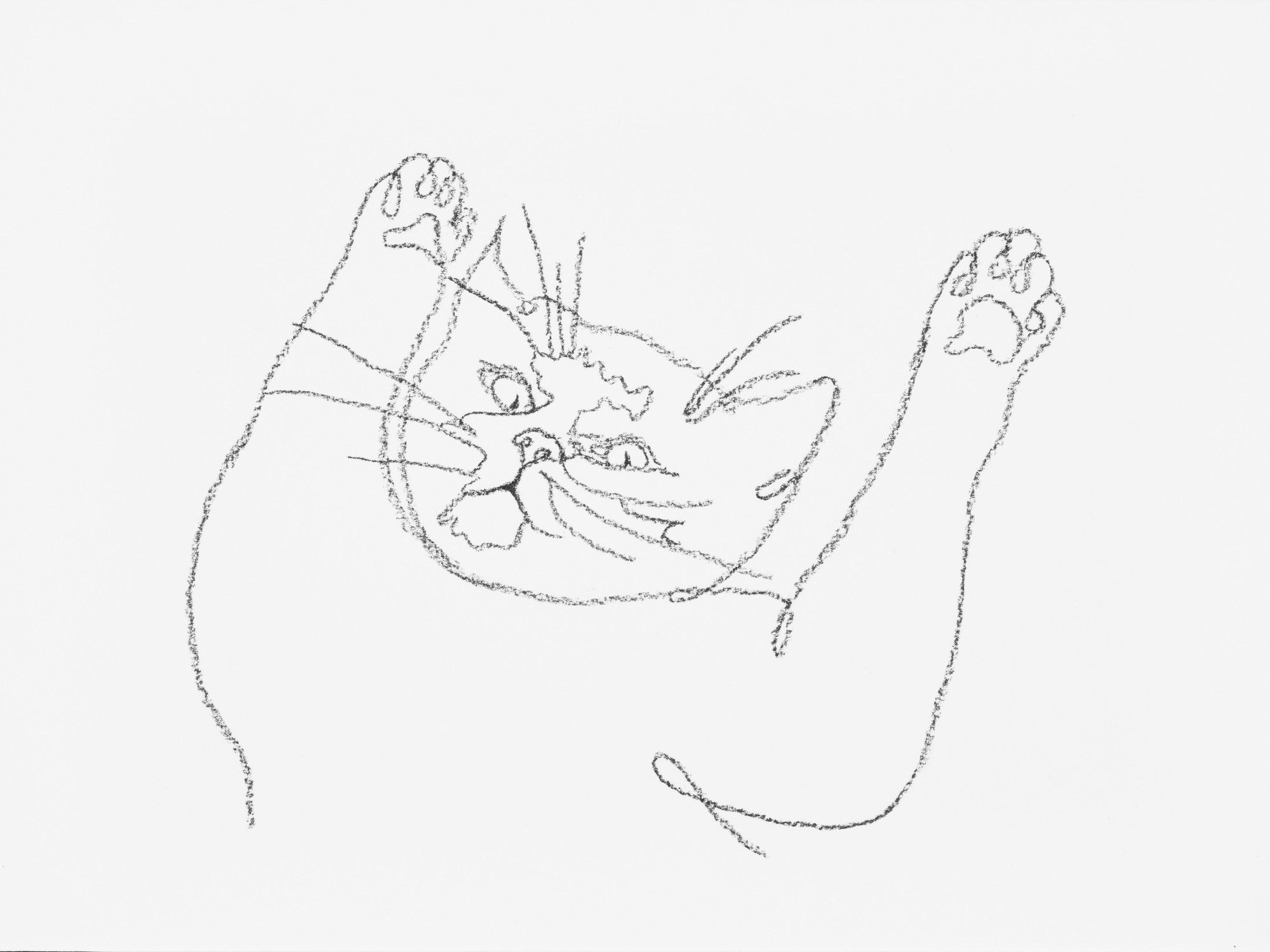Gino 1